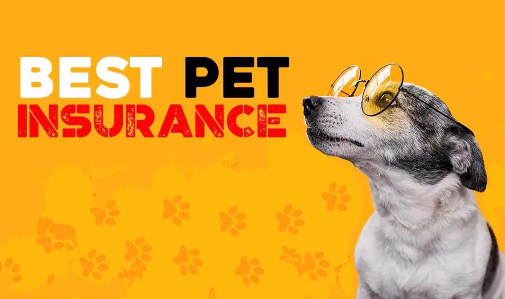 Best pet insurance
