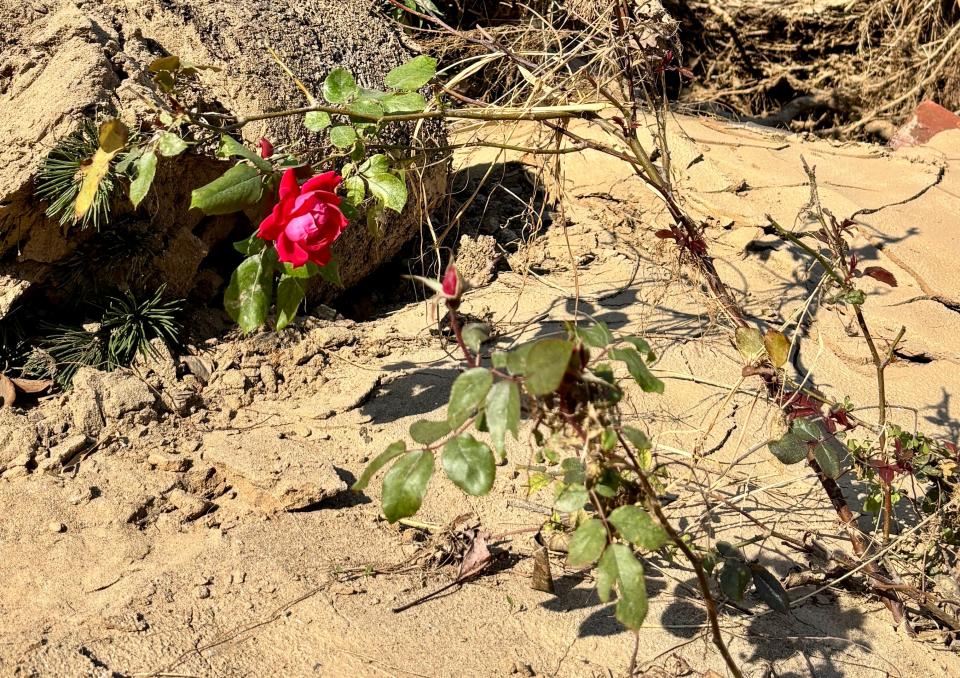 A rose blooms, along with two yet-to-blossom buds, next to where the Drye family home stood prior to flooding causing by Helene. Three of four family members who evacuated to the roof of the house died.