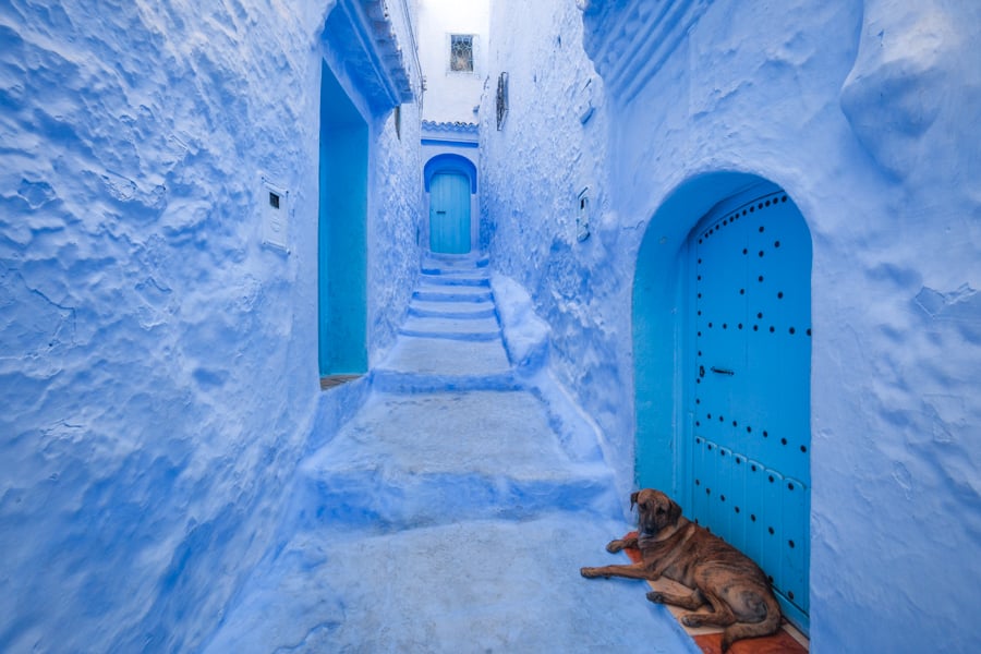 Blue doors and sleeping dog in Chefchaouen, Morocco