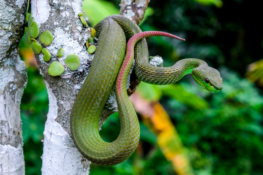 Snakes In Bali Island Pit Viper Trimeresurus Insularis Venomous Indonesia