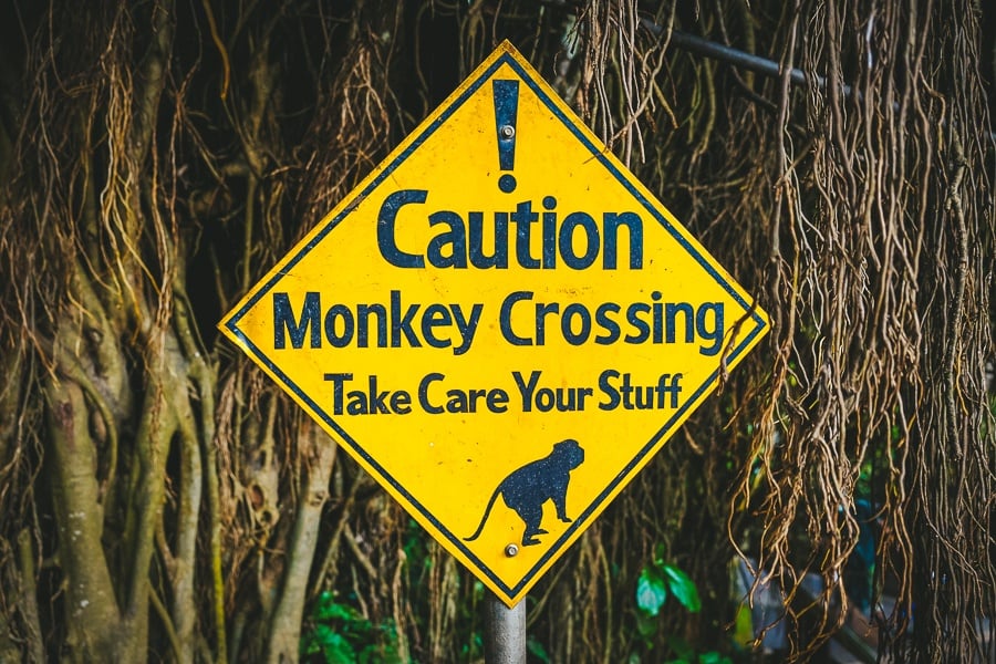 Caution Monkey Crossing Safety Sign