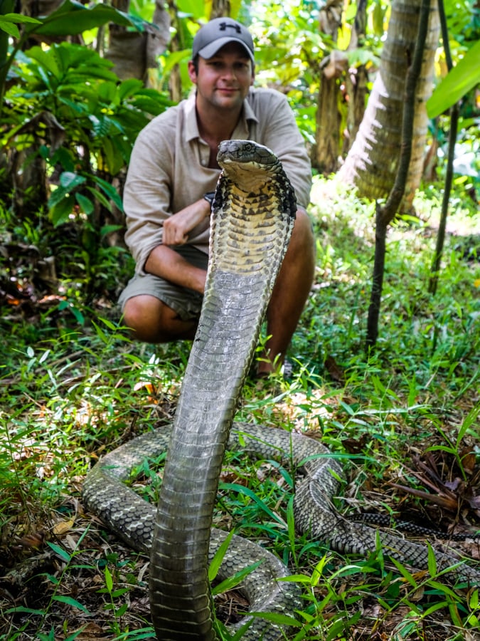Snakes In Bali King Cobra Ophiophagus Hannah Venomous Indonesia
