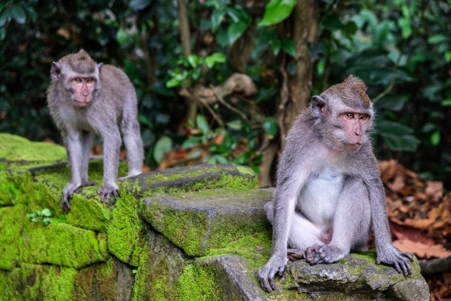 Bali monkeys at Sangeh