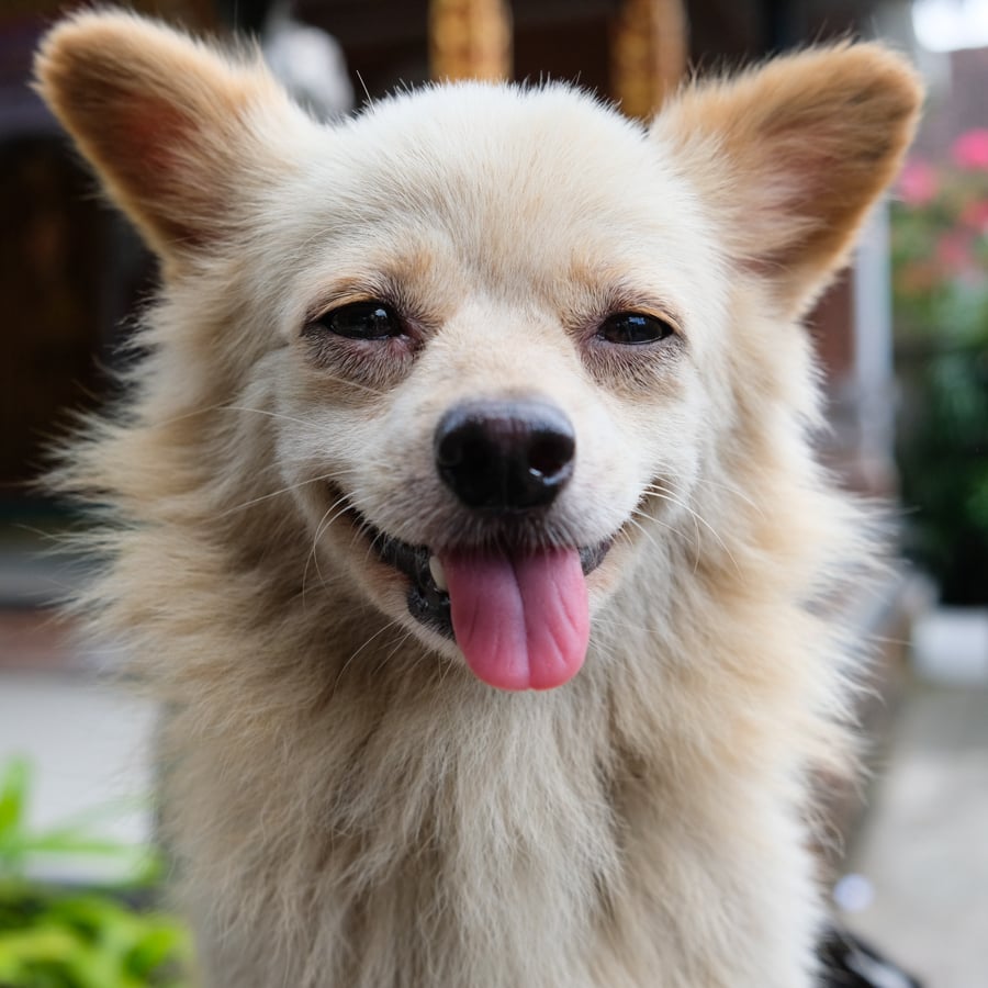 Smiling Bali dog