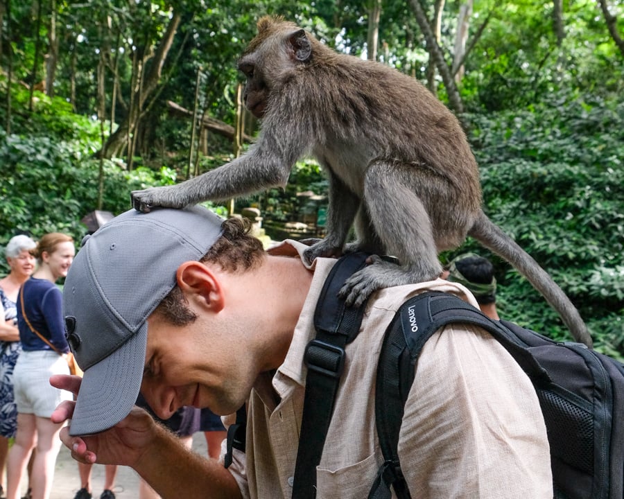 Monkey trying to steal my hat