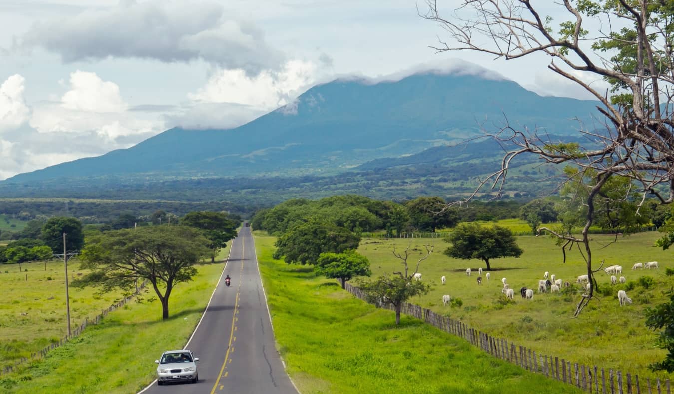Cars that drive a road in Costa Rica with a volcano in the background and cows that sponsor on both sides of the road