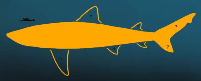 A revised model from Megalodon reveals a longer and elegant giant shark