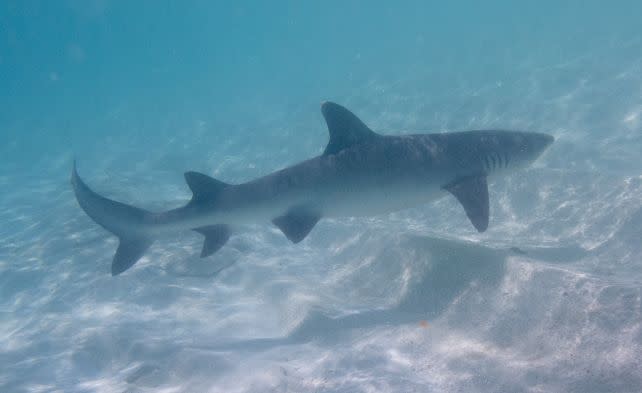 A revised model from Megalodon reveals a longer and elegant giant shark