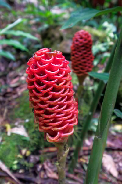 Red Shampoo Ginger Lily plant