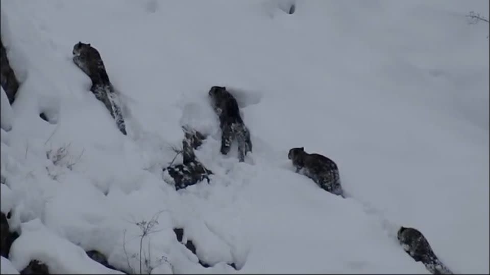 The four snow chefs were seen on a snowframe in the central Karakuram park, northern Pakistan. - Ali's generosity