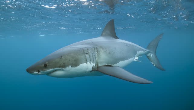 A revised model from Megalodon reveals a longer and elegant giant shark