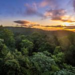 Researchers stunned after discovering new insect size of bowling pin in Australia: 'Scary thing'