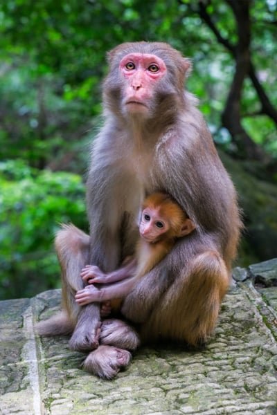 Monkey mom with baby