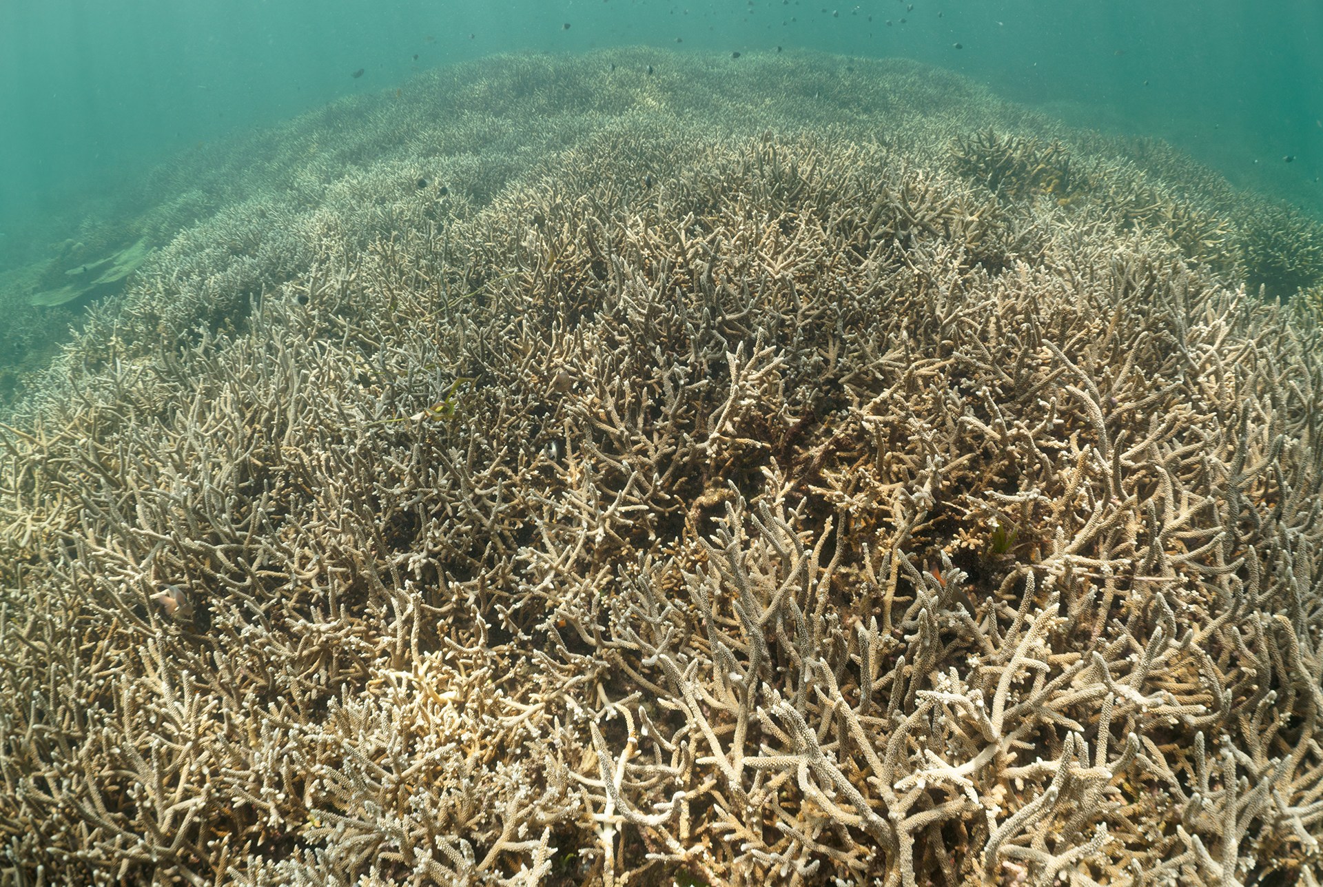 Vatohara maro misampana ao anaty ranomasina ao amin’ny helodranon’ny Ranobe.