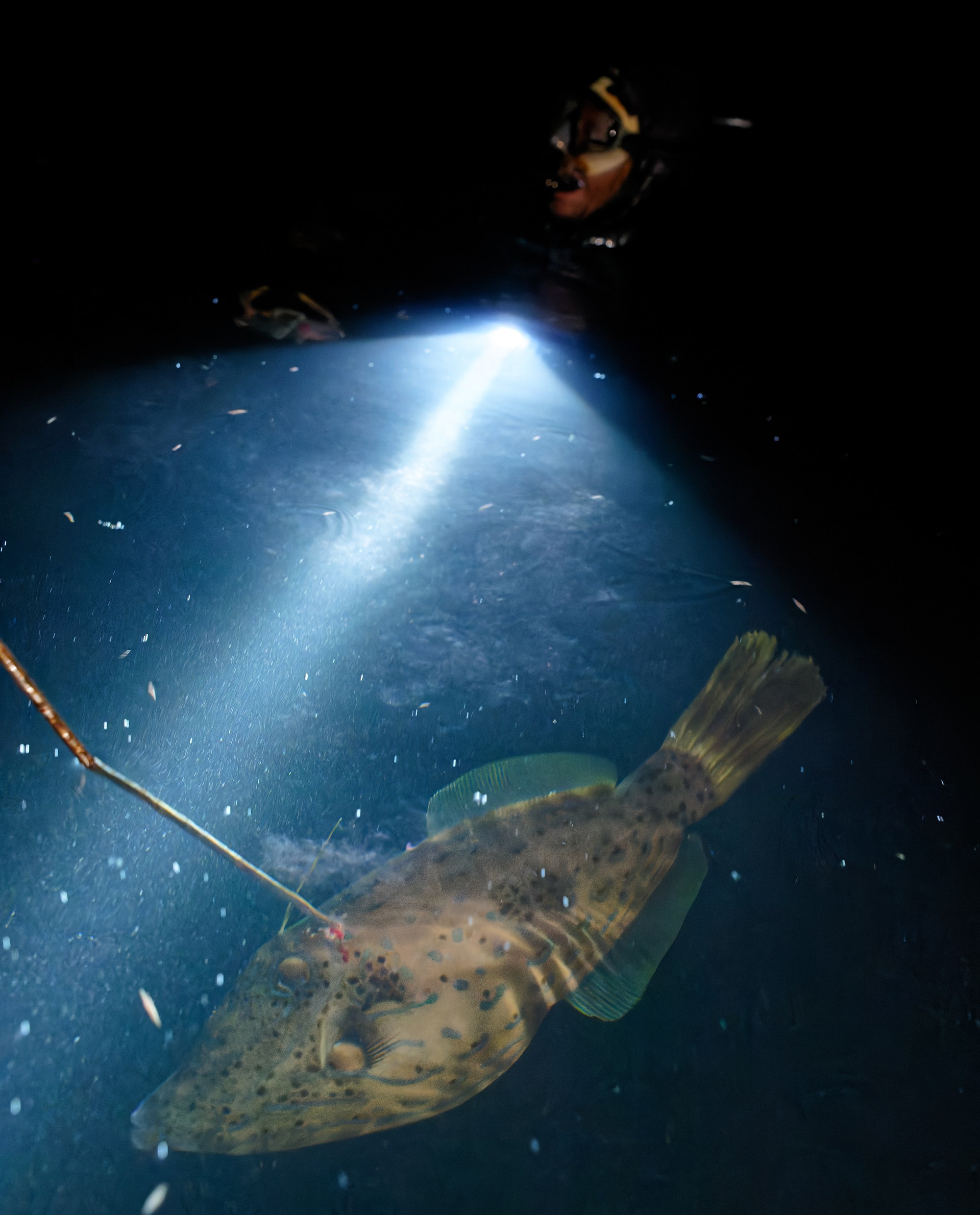 Natoraky, mpanjono hafa, nahazo trondro lehibe antsoina hoe Votrandra tamin’ny alina.