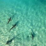 Sharks from species once thought harmless kill and eat snorkeler in feeding frenzy