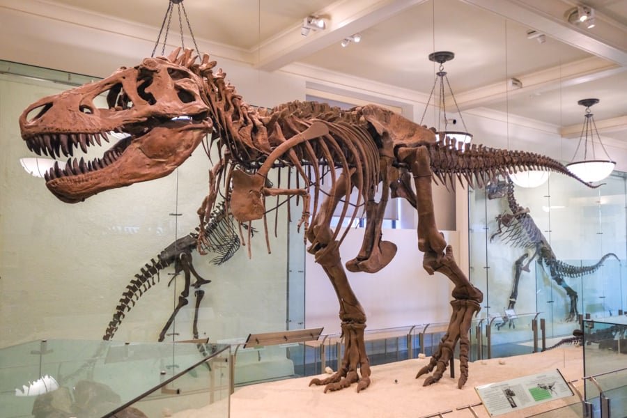 Tyrannosaurus rex skeleton at the American Museum of Natural History in New York City