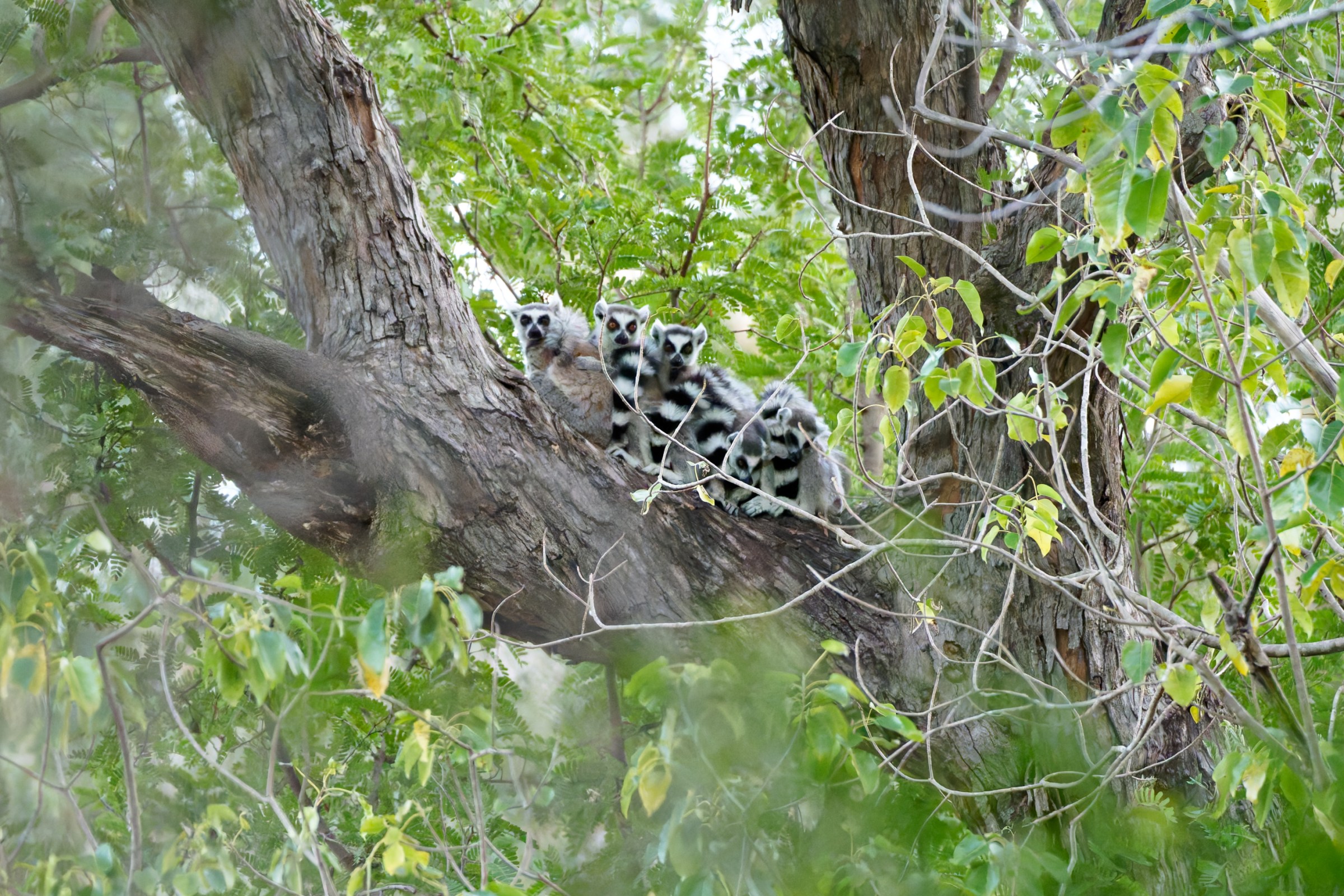 Lemurs clustered on the branch of a tree within a dense forest