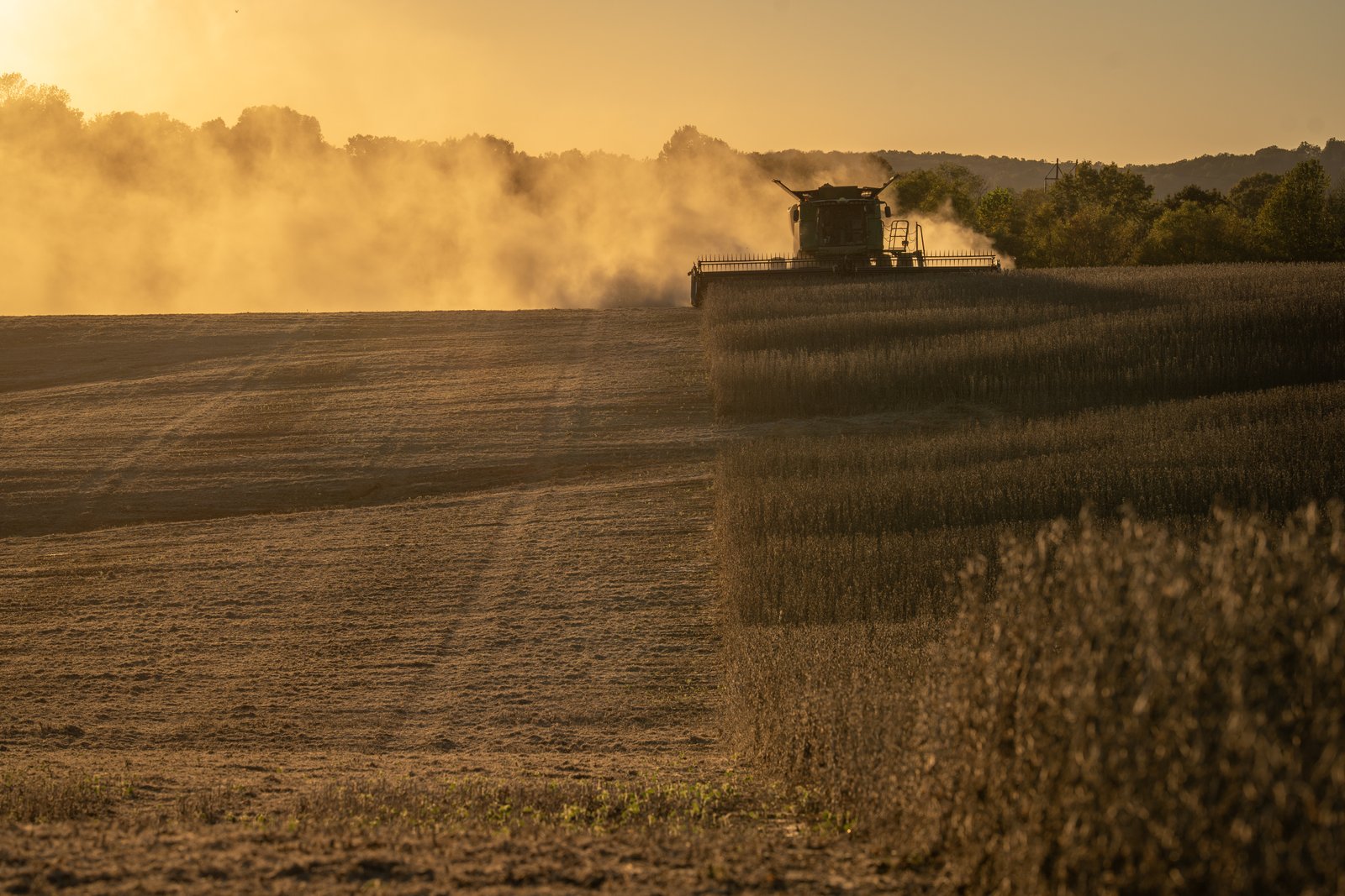 A combine harvests soybeans on Oct. 14, 2025, in Marion, Kentucky. 