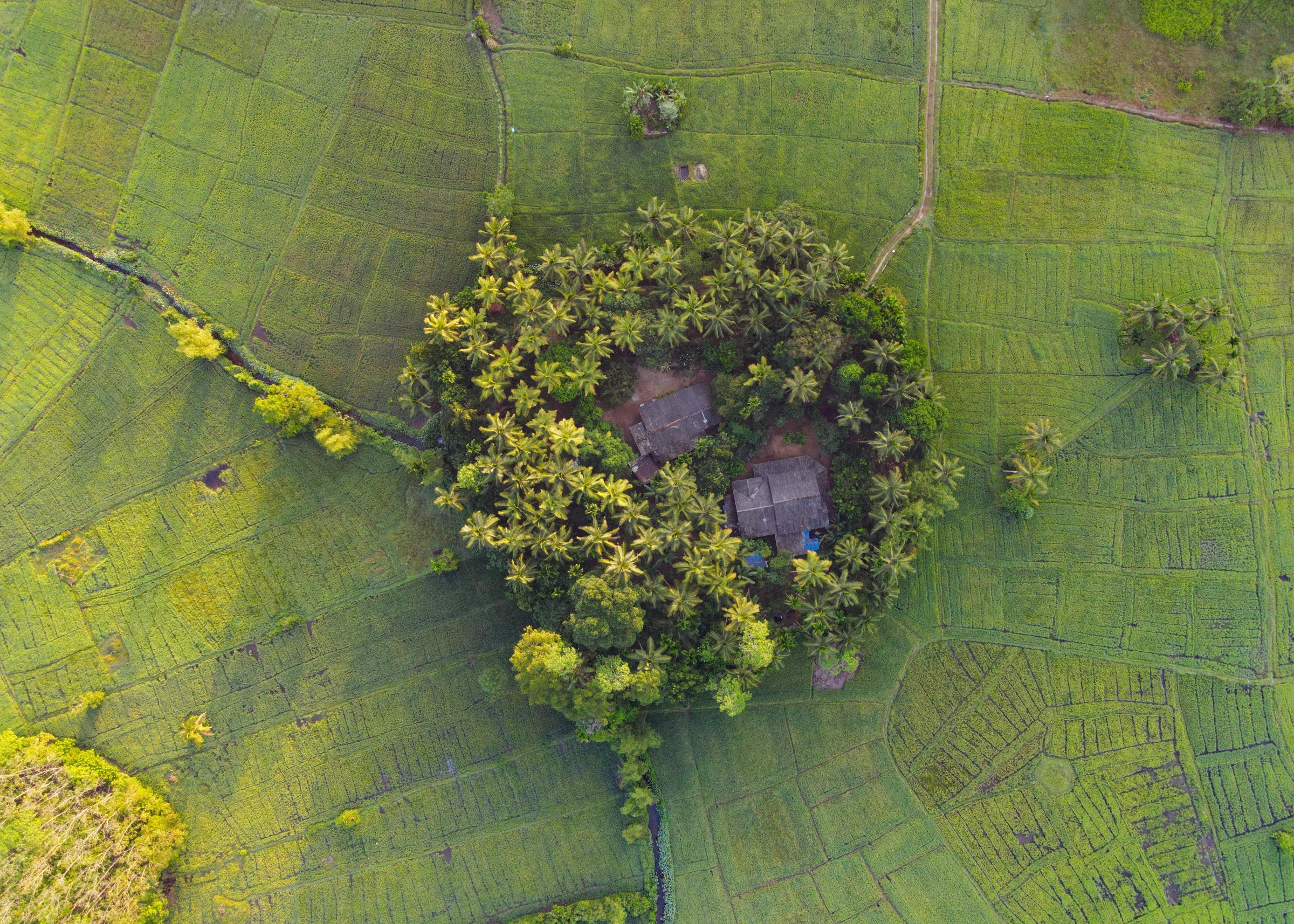 aerial view of rice fields