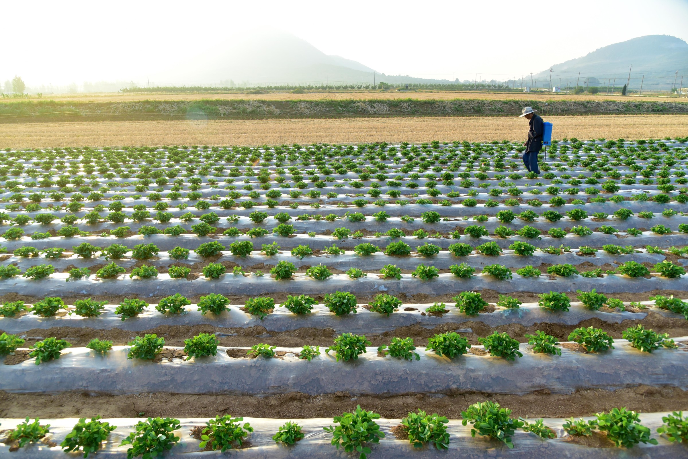 A farmer sprays foliar fertilizer on rows of peanuts in a field.