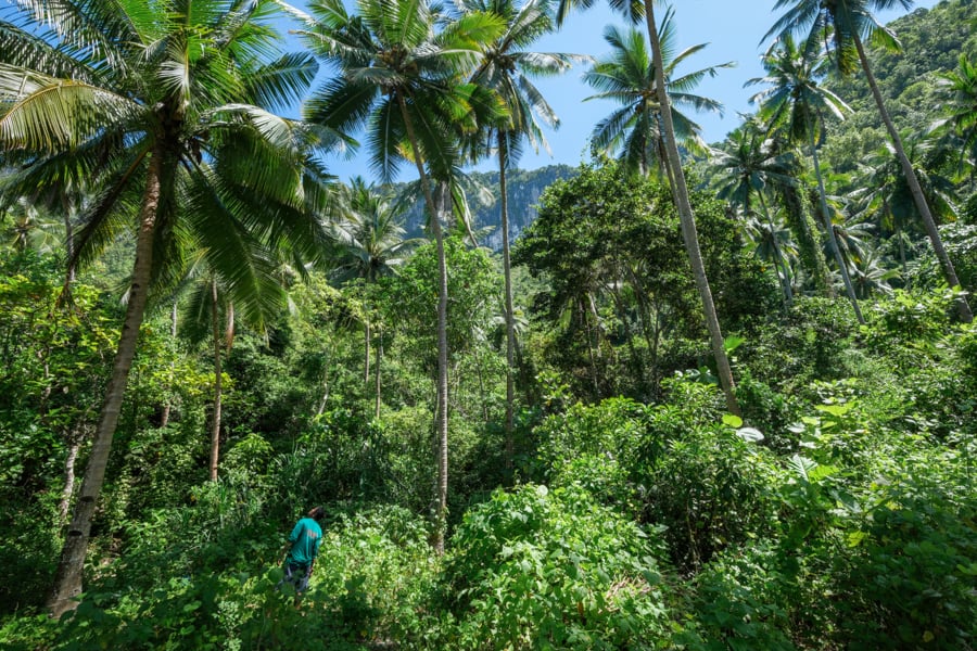 Palm tree forest at Lasoka beach
