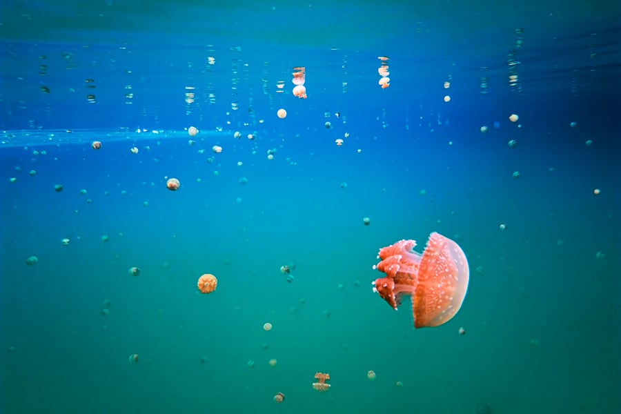 Jellyfish lake in Muna