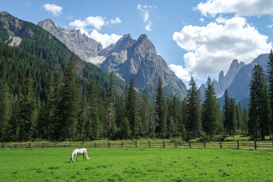 Horse in a pasture at Val Fiscalina Fischleintal